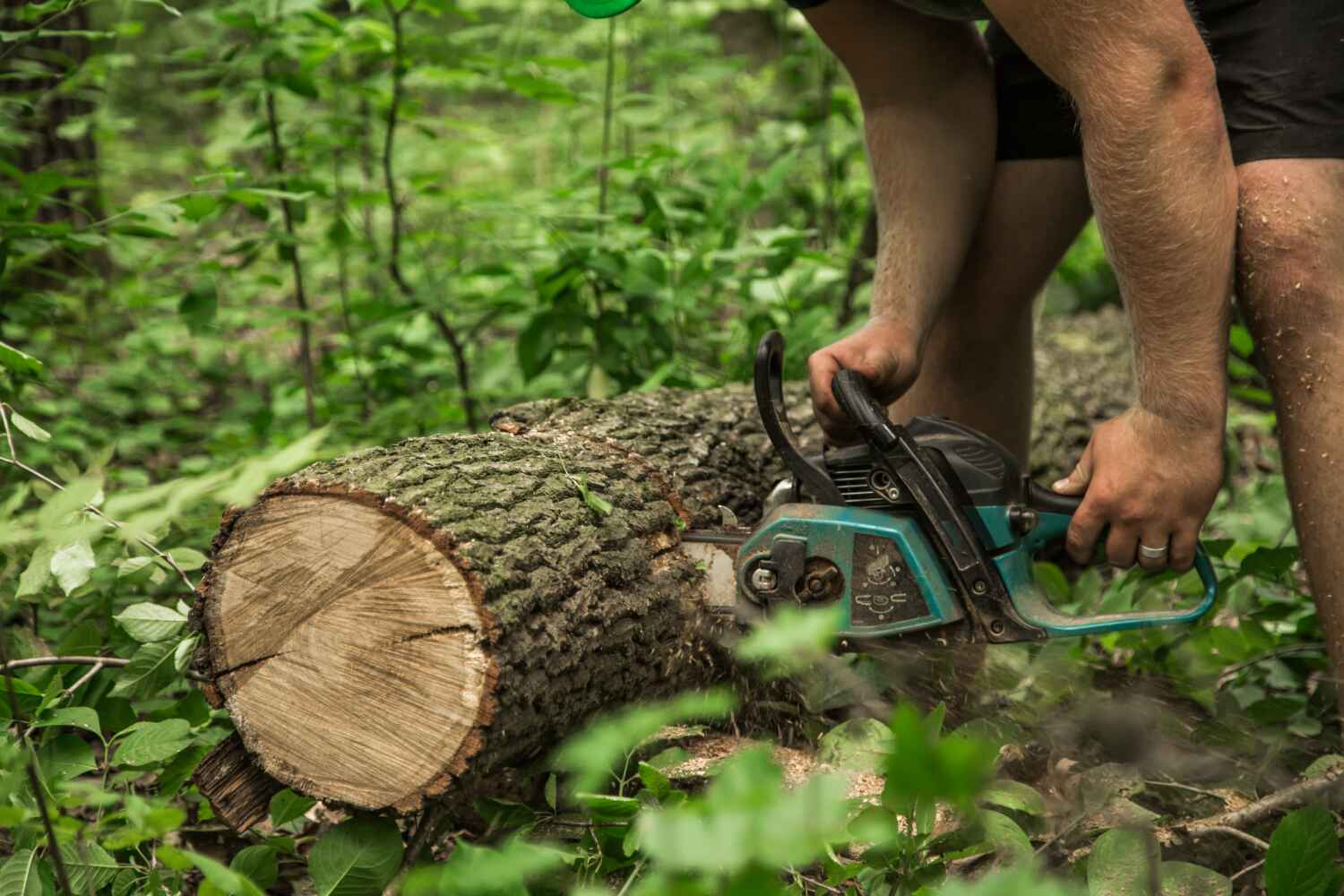 Best Tree Stump Removal  in Cranston, RI